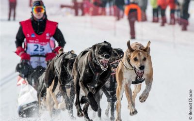 The list of mushers
