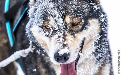 AXE PÉDAGOGIQUE 1 – Le chien, sa santé et la pratique du chien de traîneau