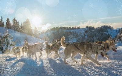 Once upon a time… A sled dog