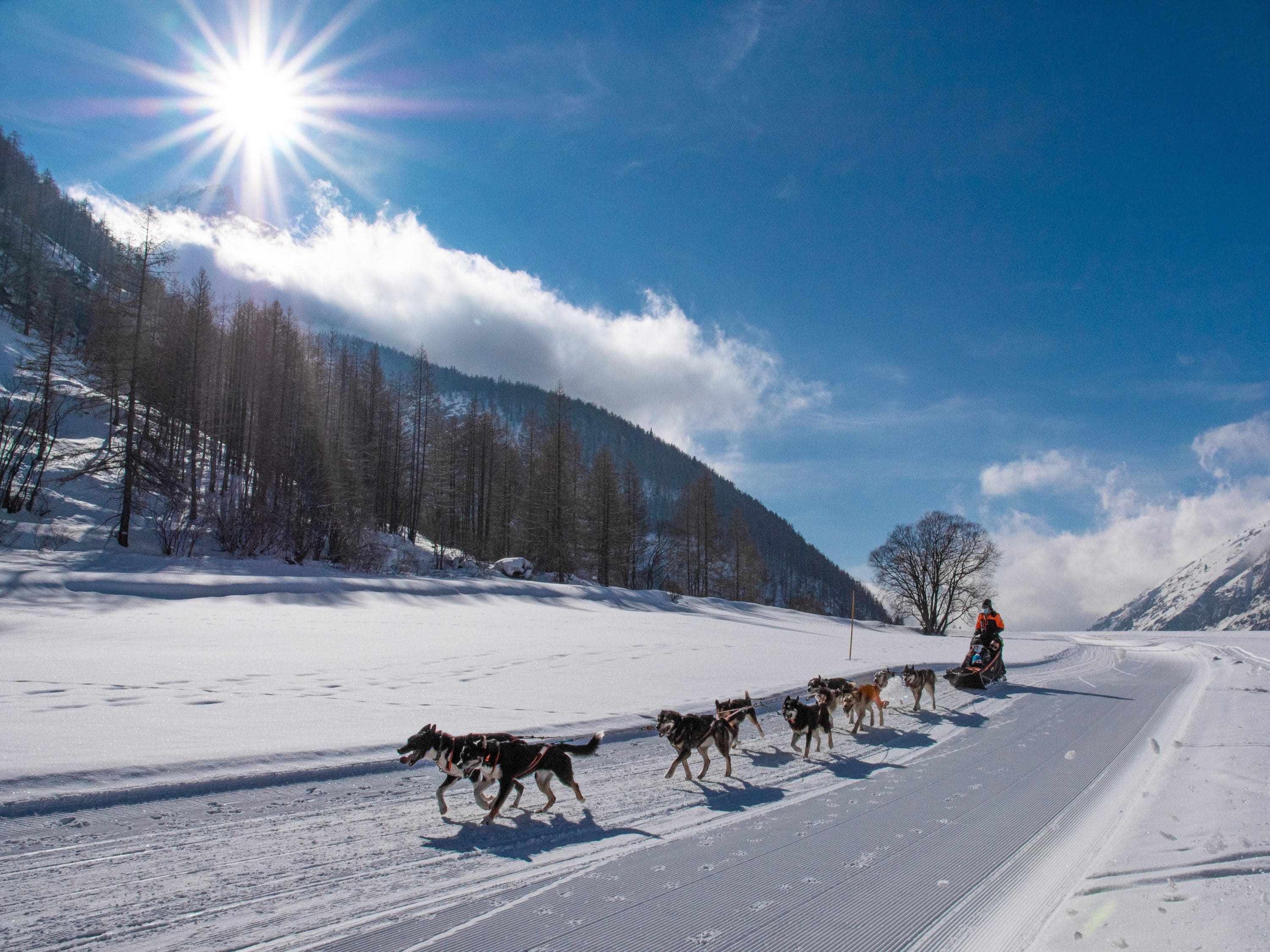 chiens de traineaux Bessans@D Cuvelier