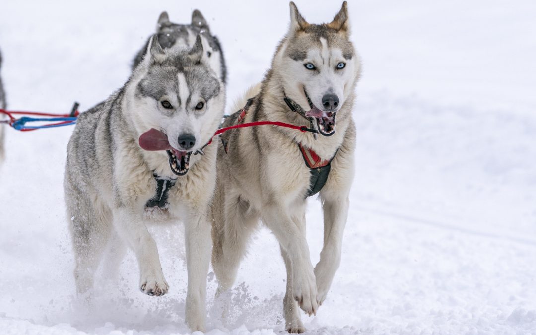 INFOS CLÉS : PROLOGUE – MEGÈVE, Présenté par ROYAL CANIN